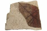 Fossil Leaf (Zizyphoides ) - McAbee, BC #237755-1